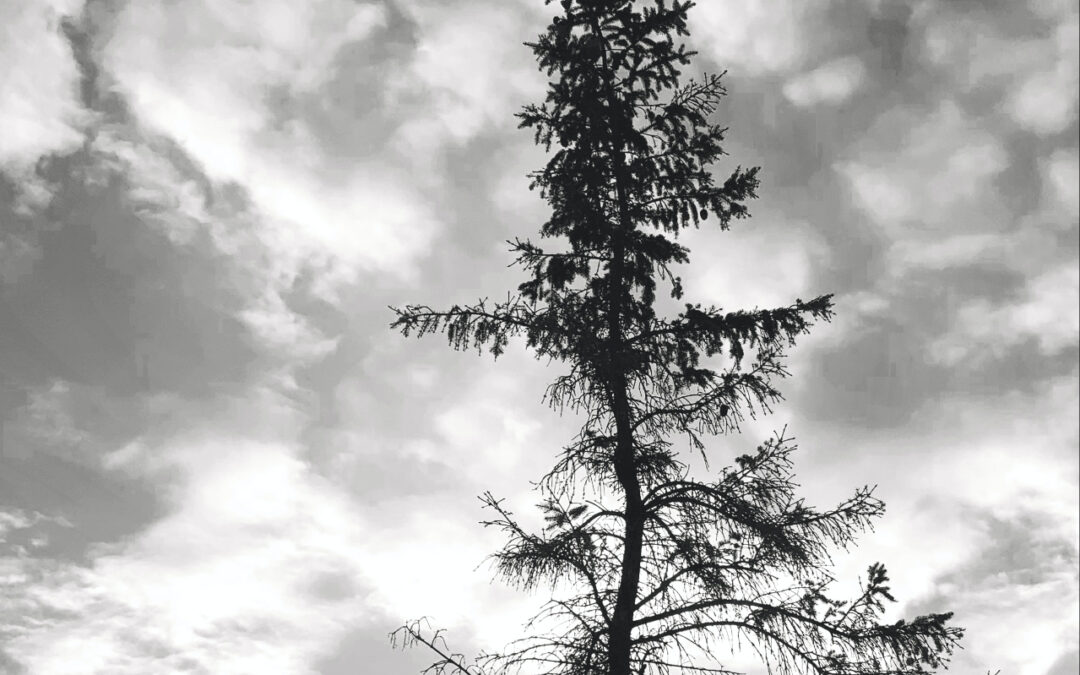 Expanding What We Think of as Trauma