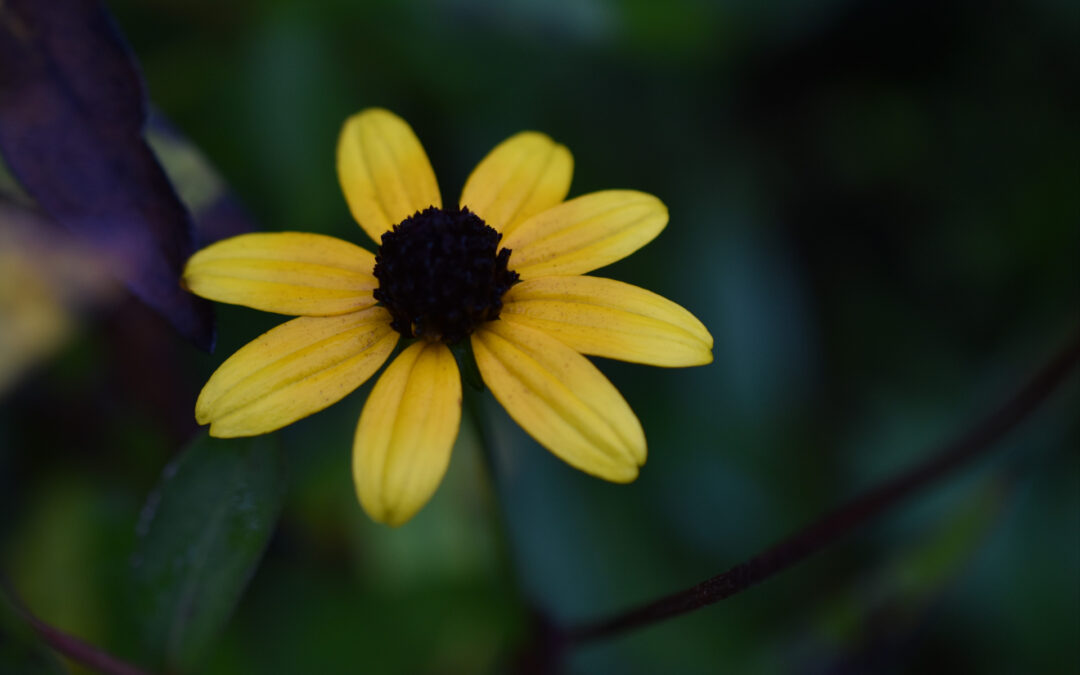 September — National Recovery Month